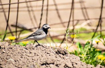 Curious Wagtail jumps along the ground in search of food.