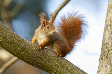 Curious red squirrel, sciurus vulgaris, sitting on tree in autumn nature. Small fluffy animal...