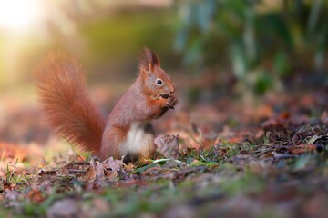 Naklejka na ściany i meble Little red squirrel, sciurus vulgaris, biting in forest in sun light. Small red fluffy animal eating in leafs with blurred background. Wild mammal sitting in nature.