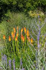 Kniphofia 'Alcazar' Orange Fackellilie © progarten