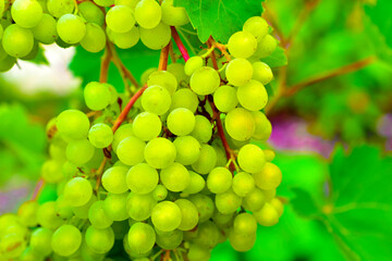 Small clusters of green grapes on the branches of a grape tree