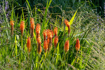 Kniphofia 'Alcazar' Orange Fackellilie © progarten