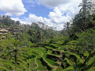 Rice terrasse in Bali