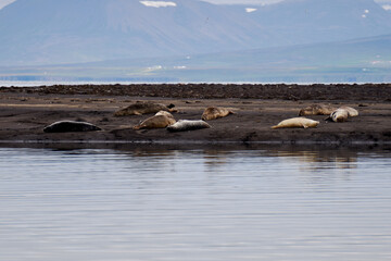 Group of seals resting on a beach in Iceland near Hvitserkur