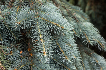 Naklejka na ściany i meble branches of a blue spruce on a dark background