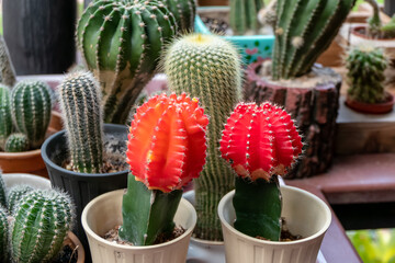 Red cactus in the garden