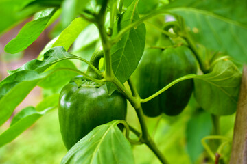 Green pepper fruit on a Bush in a greenhouse