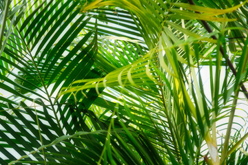 Fototapeta na wymiar Belmore sentry palm bush