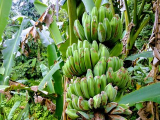 bunch of bananas on a tree