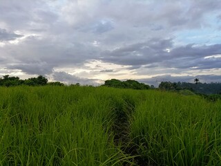 Fototapeta na wymiar Green field and cloudy sky, Ubud (Bali), Indonesia