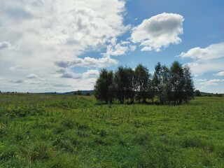 row of trees in a green field against a blue sky with clouds
