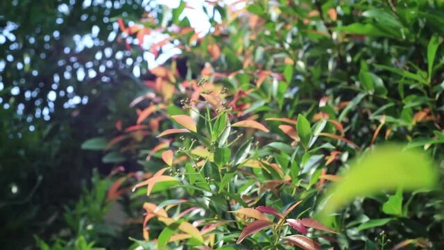 Syzygium paniculatum