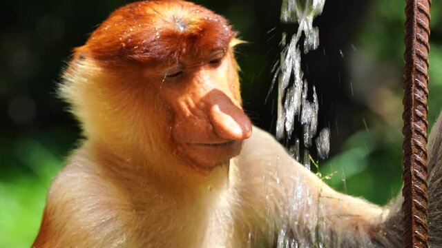 Wild Proboscis monkey or Nasalis larvatus, in the rainforest of island Borneo, Malaysia, close up. Monkey drinks water