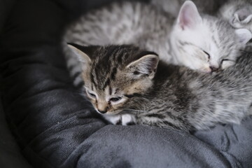 Scottish straight black kitten at home playing with everything