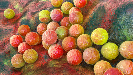 Bacteria Staphylococcus aureus