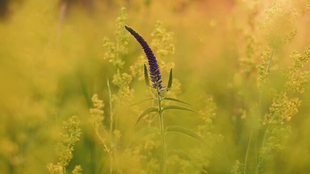 Veronica longifolia in the meadow