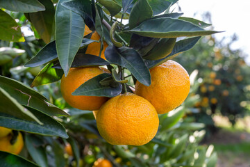 Fresh organic tangerine tree