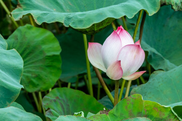 pink lotus flower