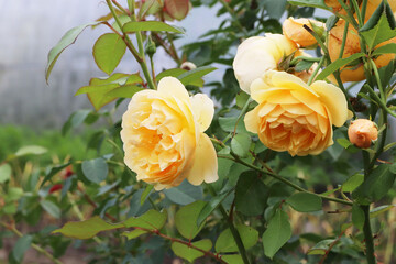 yellow rose flower in the garden