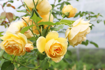 yellow rose flower in the garden