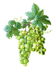 Watercolor green grape,leaves on white background. Vegetarian food drawing.Fresh fruit, natural berry