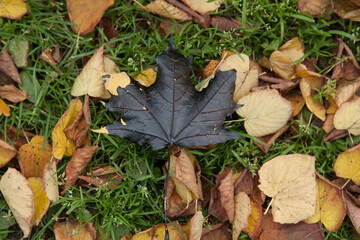Stained black maple leaf in the grass