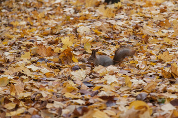 little squirrel sitting in leaves in an autumn park