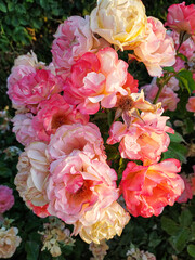 Fototapeta premium beautiful flower and landscape image. Beautiful pink rose in a garden