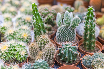 A variety of cacti in pots in a shop, floral background.