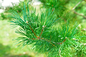 Pine fluffy and beautiful green branches on a coniferous tree