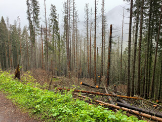 Trees by the road to Morskie Oko, fell by the wind © magcs
