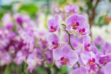 Fototapeta na wymiar Close-up of a lot of purple orchids on a blurred background, selective focus. Natural floral background for the designer.