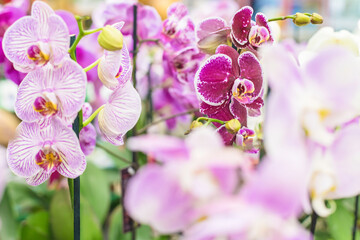 Close up of a lot of pink with white orchids on a blurred background, selective focus. Natural floral background for the designer.
