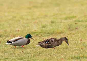 Couple de canard colvert