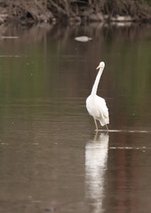 Grande aigrette
