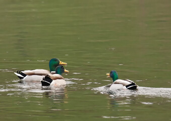 Fototapeta premium Canards colvert