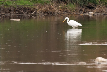 Grande aigrette