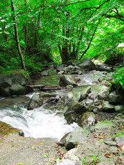 green nature landscape, fresh river stream, natural rock, outdoor, trees in Sochi, Russian
