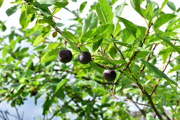 Ripe fruit of a domestic plum on the branches of a tree