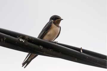 Hirondelle rustique © Marjolaine ANSELME