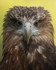 ritratto aquila pescatrice