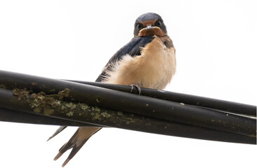 Hirondelle rustique © Marjolaine ANSELME