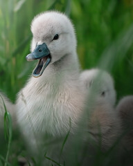 baby swan portrait © pietro