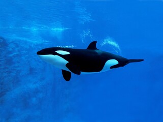 Killer Whale, orcinus orca, Adult, Underwater view © slowmotiongli