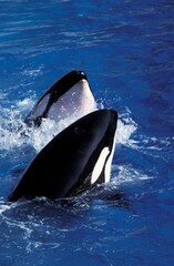 Killer Whale, orcinus orca, Head of Adults at Surface