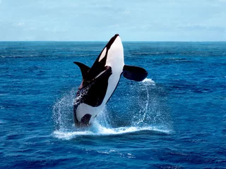 Keuken foto achterwand Orca Orka, orcinus orca, volwassen overtreden
