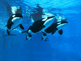 Killer Whale, orcinus orca, Females with calf