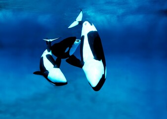 Killer Whale, orcinus orca, Group of Adults © slowmotiongli