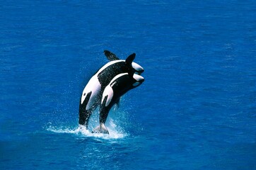 Killer Whale, orcinus orca, Female with Calf breaching
