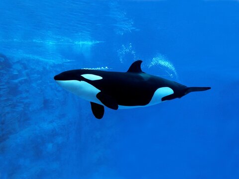 Killer Whale, orcinus orca, Adult, Underwater view